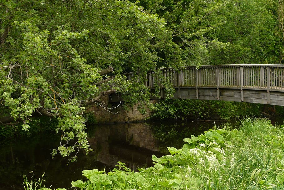 trees, bridge, river, landscape, wilderness, scenery, natural HD wallpaper