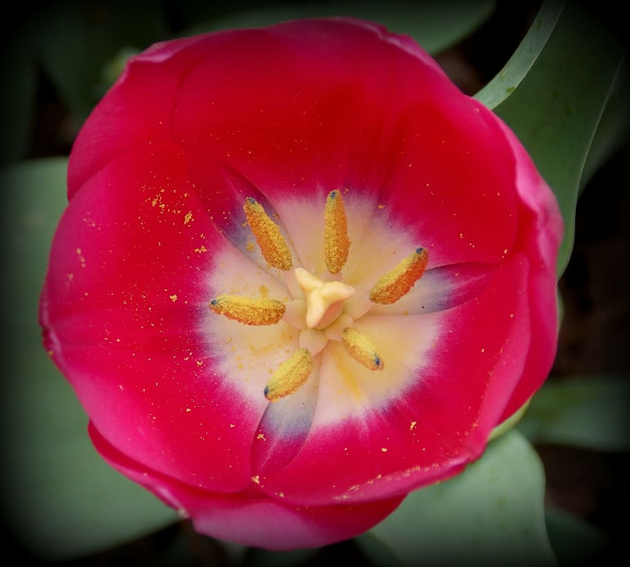 tulip, spring, spring flower, red, garden, garden flowers, blossomed HD wallpaper