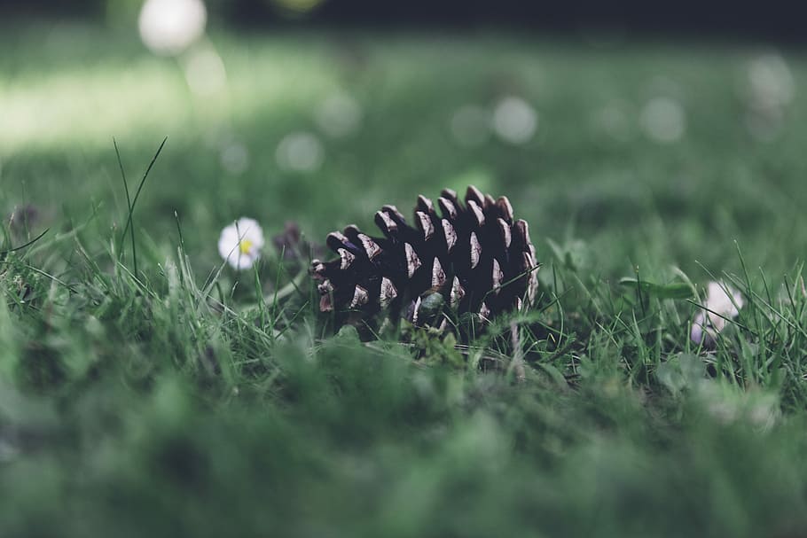 selective focus photography of pine cone on grass field, brown acorn on grass HD wallpaper