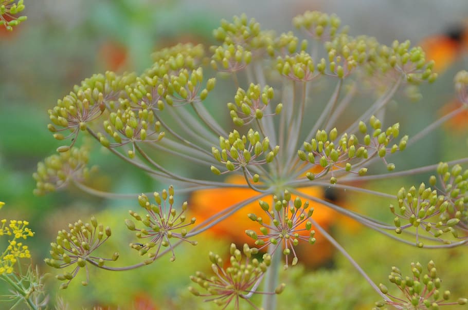 dill, blossom, bloom, spice, nature, dill blossom, yellow, plant HD wallpaper