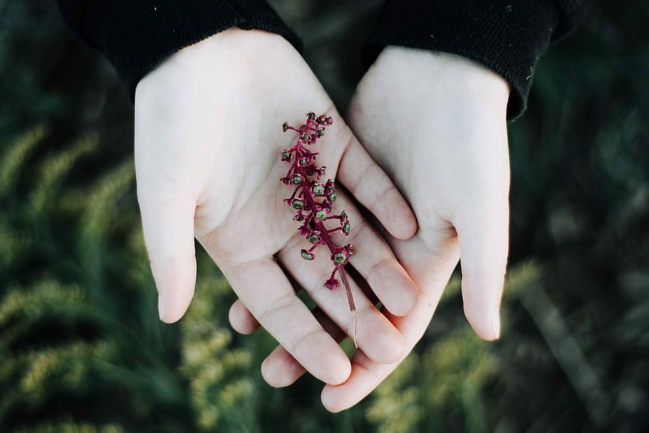 red petaled flower on person's palm, shallow focus photography of person holding red flower HD wallpaper
