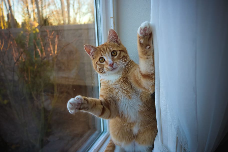 orange tabby cat on a window ledge, surprised, kitten, cute, animal, HD wallpaper