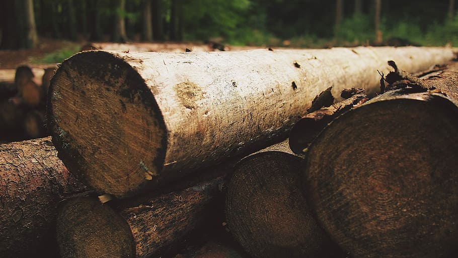 selective photo of a pile logs, black, brown, gray, green, trees HD wallpaper