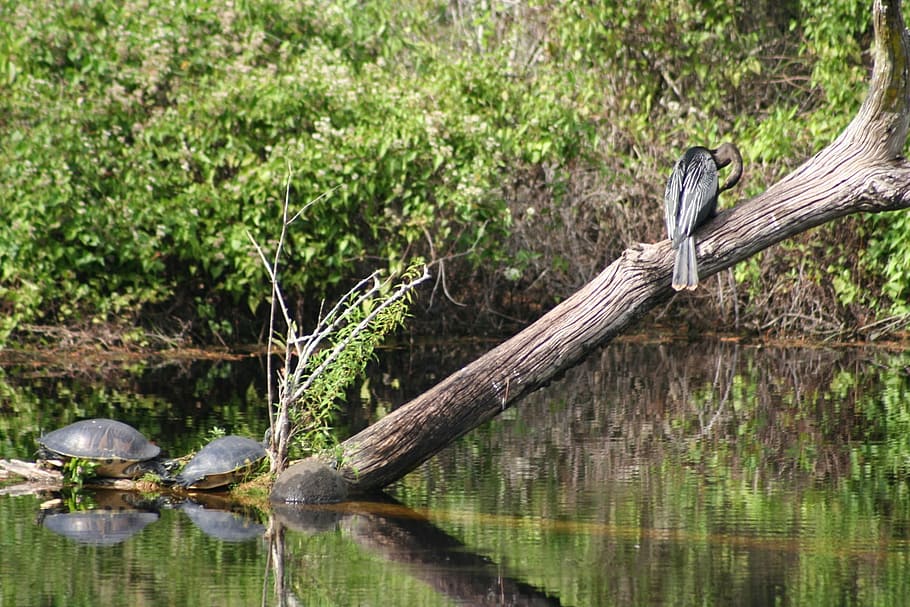 turtle, divers, swamp, tree, animal wildlife, water, plant HD wallpaper