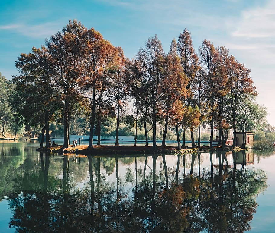 trees surrounded by body of water, brown trees, park, reflection HD wallpaper