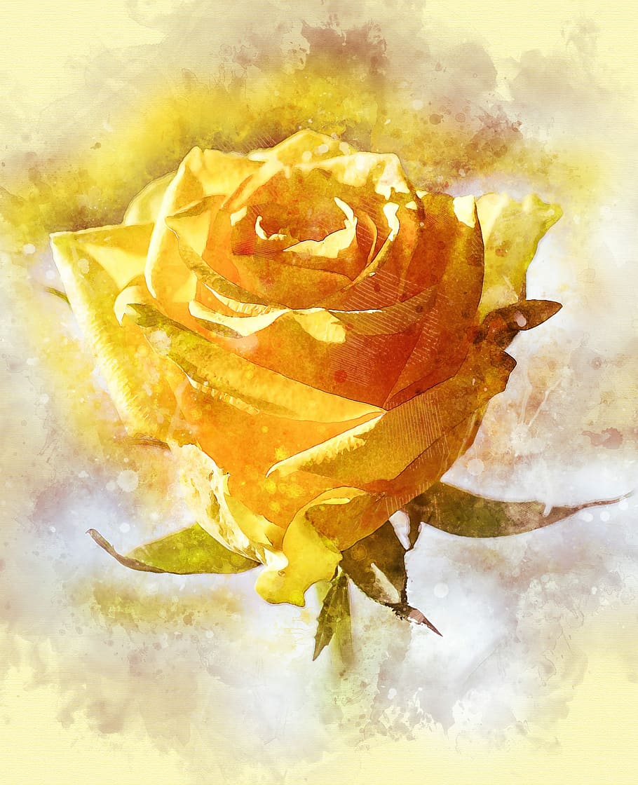 yellow rose painting, flower, petal, love, romance, anniversary, HD wallpaper