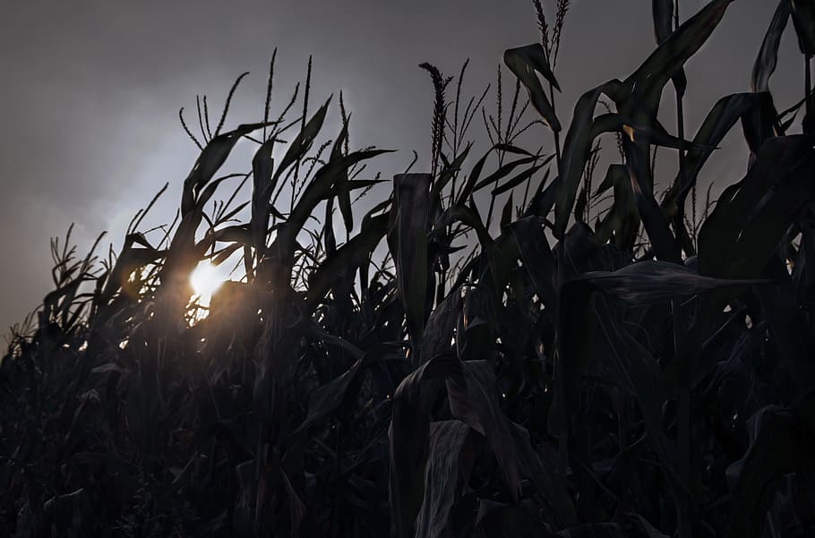 Sunset, Corn, afterglow, nature, dark, black Color, tree, outdoors HD wallpaper