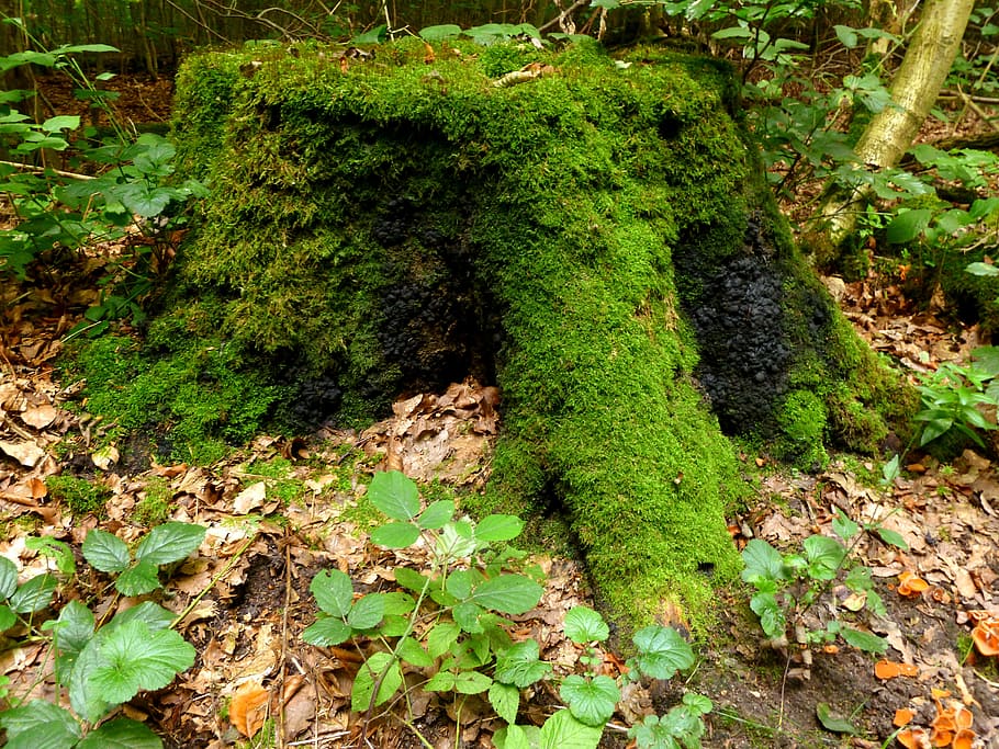tree trunk covered in moss, tree stump, forest, log, wood, nature