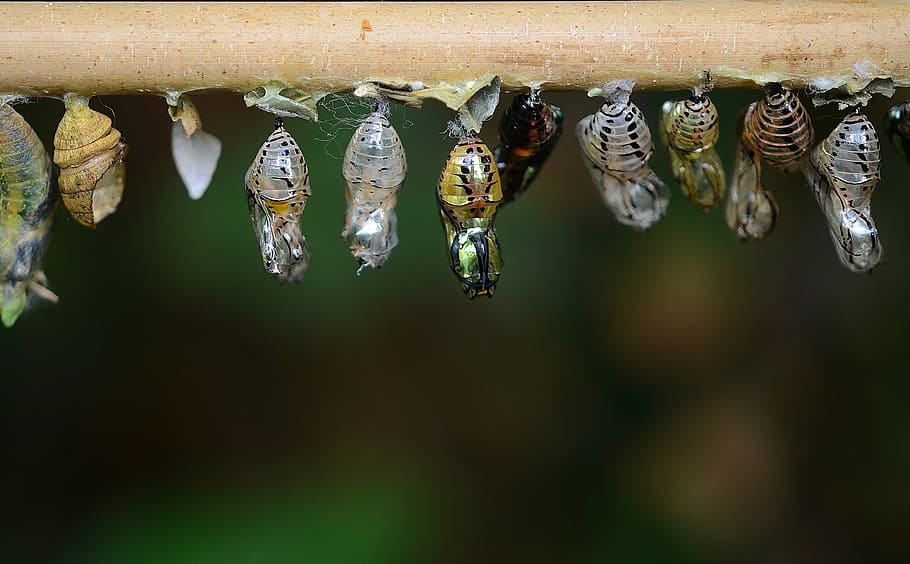 larvae, eclosion, cocoons, insect larvae, macro, nature, parides iphidamas HD wallpaper