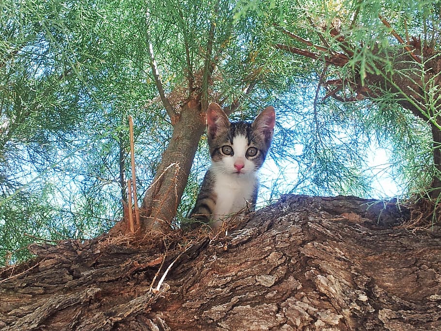 brown tabby kitten near tree, cat, cute, kittens, cats, kitty HD wallpaper