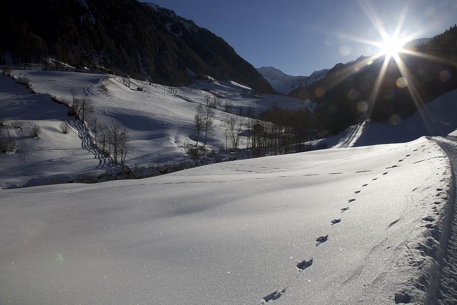 back light, trace, snow, footprints, cold temperature, winter HD wallpaper
