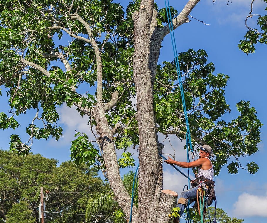 working, harness, professional, it closes, gardener, prune HD wallpaper