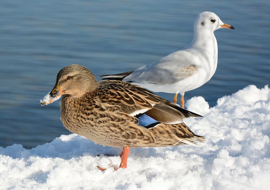 mallard, gull, duck, birds, winter, nature, animals, waterfowl, HD wallpaper