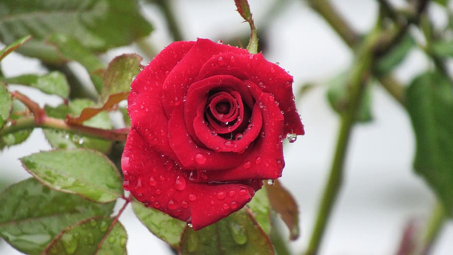rose, leaf, flower, nature, love, romance, wet, rain, red, new HD wallpaper