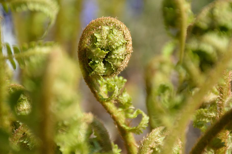 bracken, spring, nature, green, plant, green color, close-up HD wallpaper