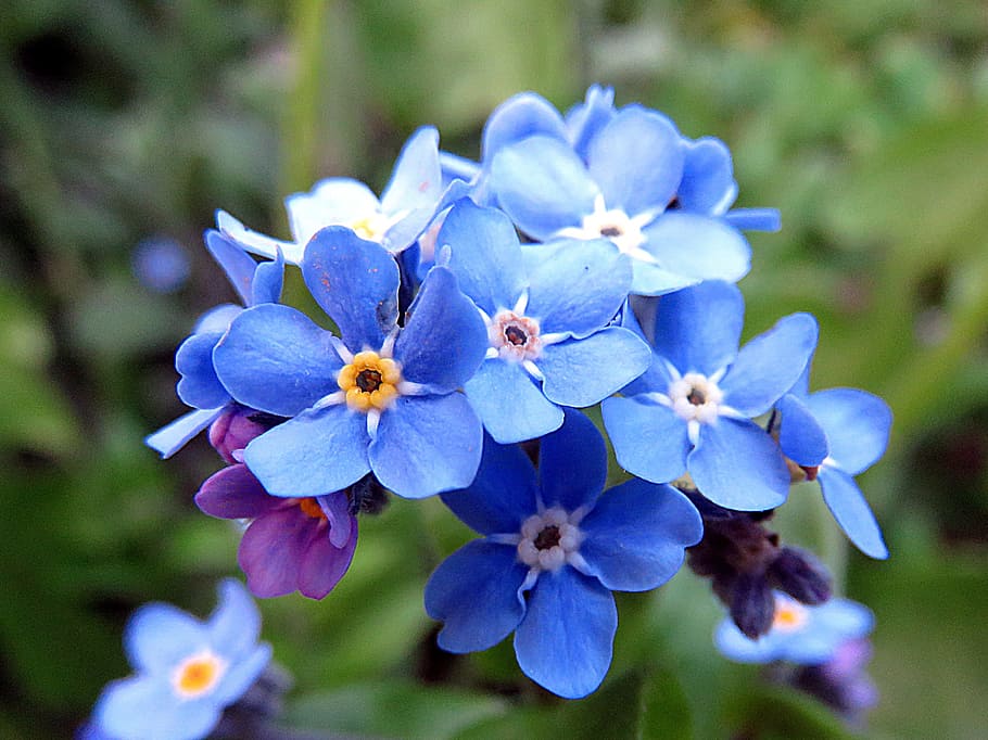 blue flowers in shallow focus photography, plant, myosotis, flowering plant