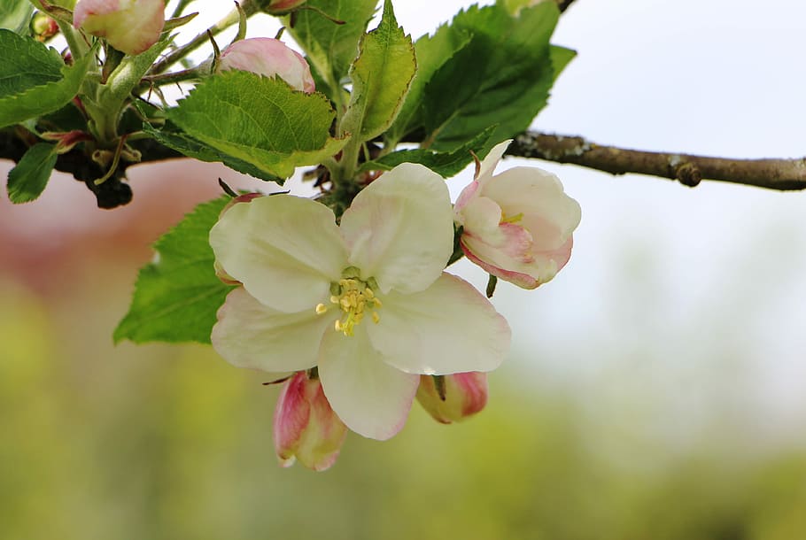 Blossom, Bloom, Apple Tree, apple tree flowers, nature, spring HD wallpaper