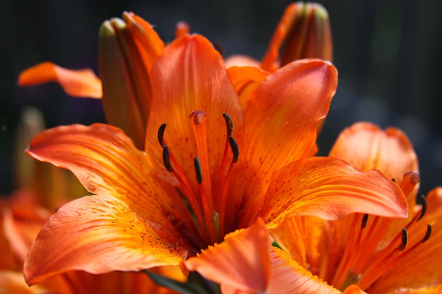 lily, red, background, flower, plant, nature, gerden, orange HD wallpaper