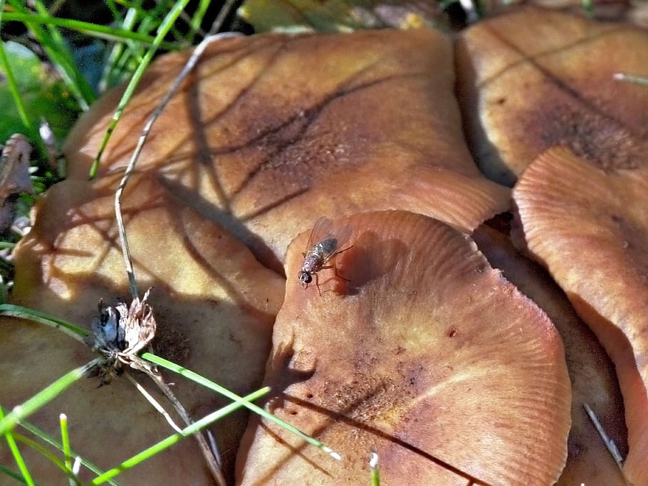 wild, mushroom, flies, insect, nature, animal, plant, forest HD wallpaper