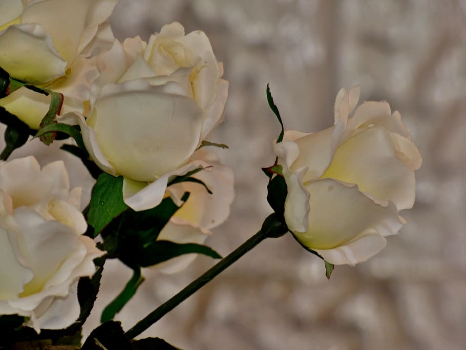 rose, white, flower, flowering plant, vulnerability, beauty in nature HD wallpaper