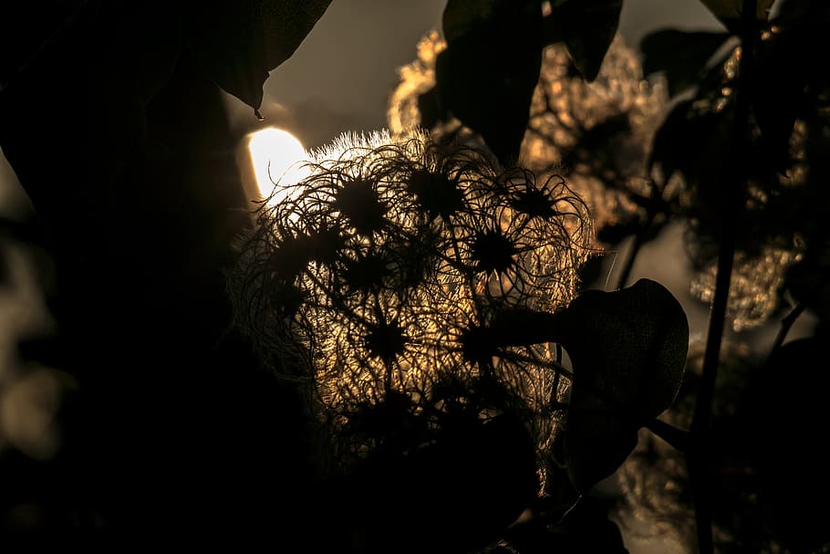 Clematis, Ranke, Back Light, Liane, clematis vitalba, real clematis HD wallpaper