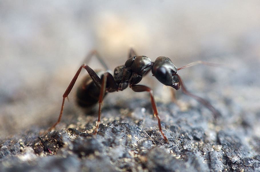 selective focus photography of carpenter ant on black soil, insect