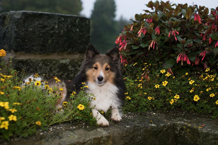 black and white Shetland sheepdog prone lying beside flower plants at daytime HD wallpaper