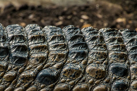 selective focus photo of brown and black crocodile's scales HD wallpaper