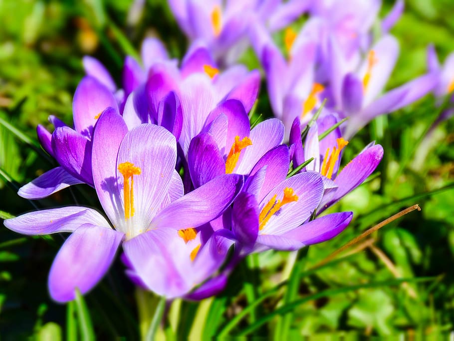 flowers, crocus, spring, purple, garden, bloom, park, close HD wallpaper