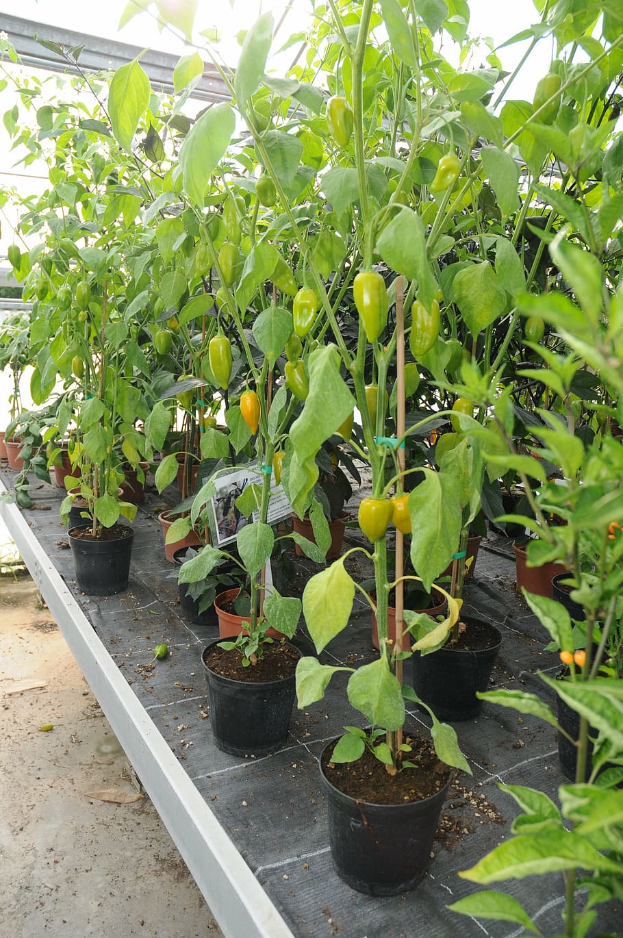chilli peppers, marco, serra, growth, plant, green color, nature HD wallpaper