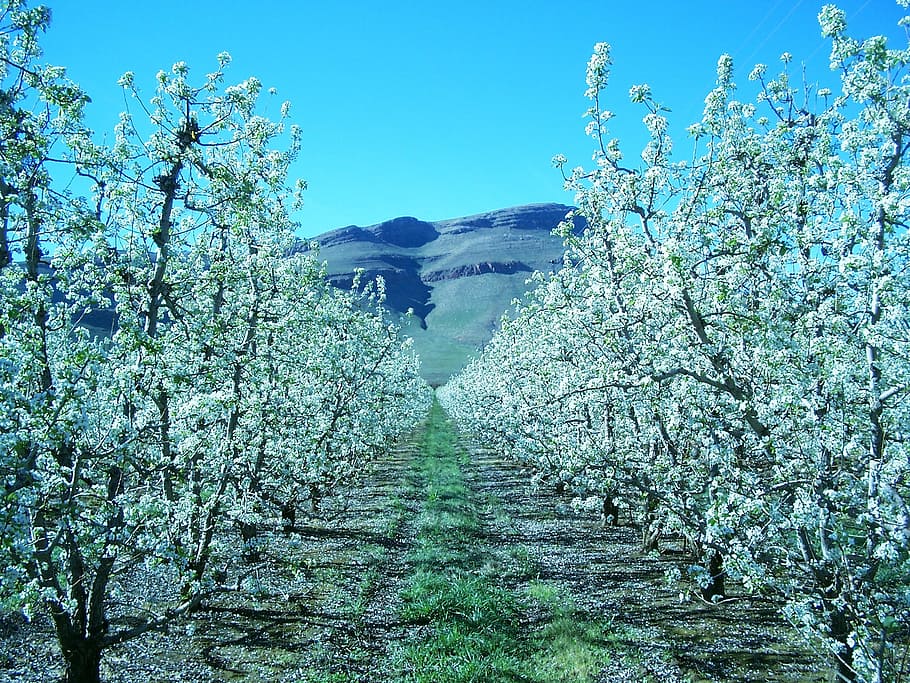 Apple, Blossom, Orchard, Spring, Bloom, plant, tree, flower HD wallpaper