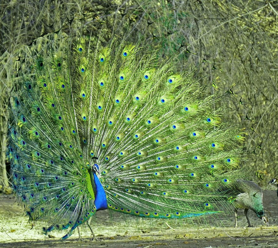 peacock, nature, animal, feather, tail, bharat, kansara, animal themes, HD wallpaper