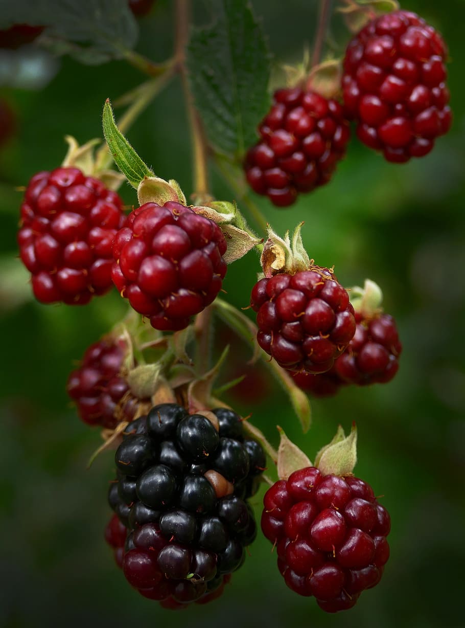 blackberry, berries, panicle, infructescence, fruit, bush, rubus sectio rubus, HD wallpaper