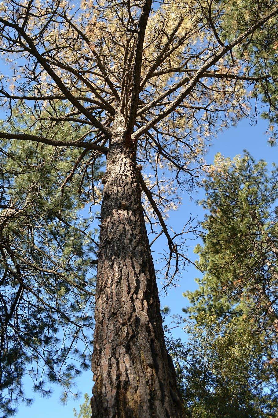 tree, nature, natural, green, environment, forest, plant, low angle view HD wallpaper