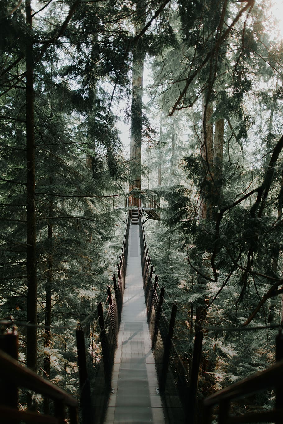 photo of brown wooden tree ladder in forest, hanging bridge surrounded by tall trees at daytime HD wallpaper