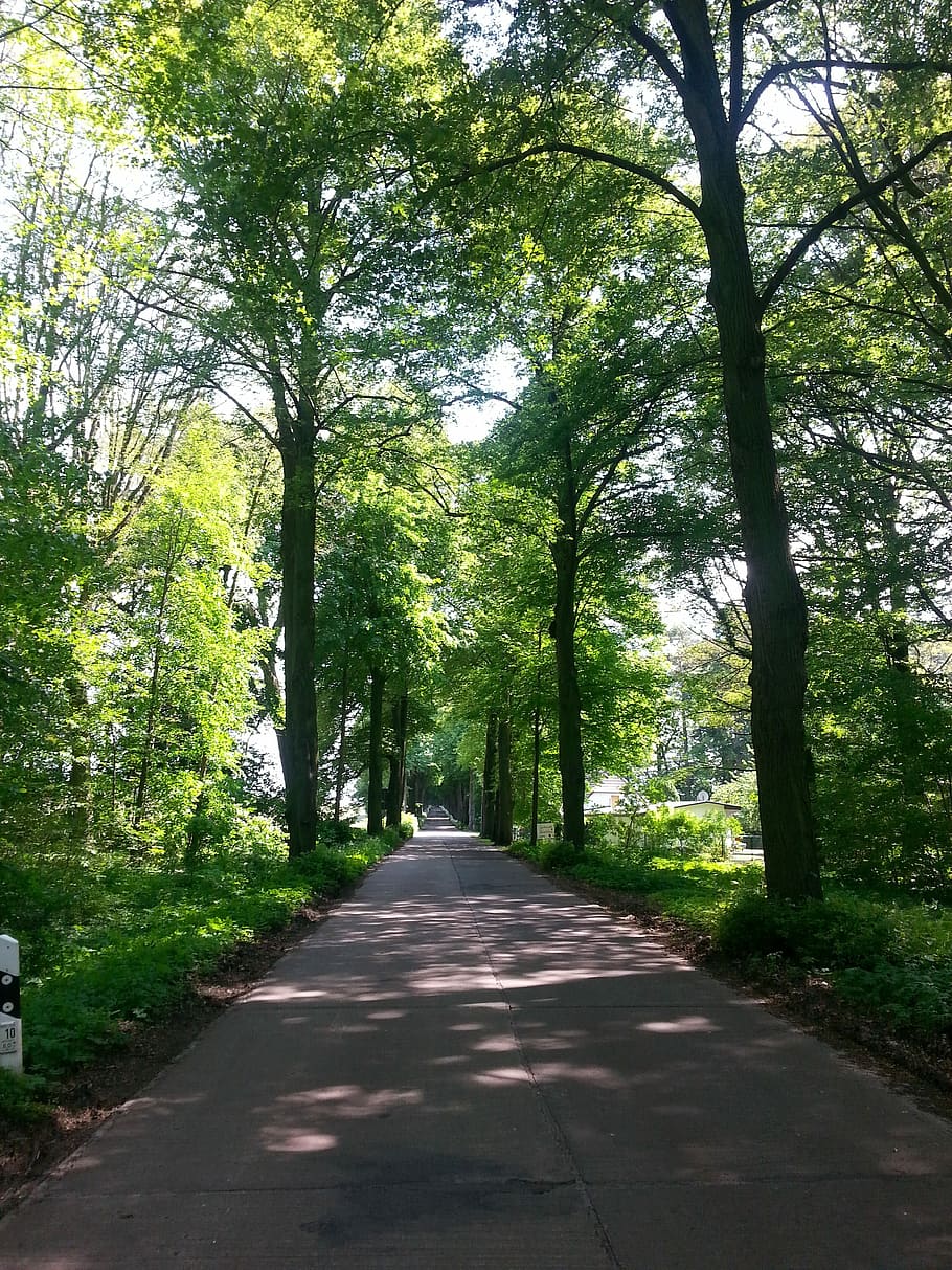 Avenue, Trees, Away, Road, Nature, tree lined avenue, hiking HD wallpaper