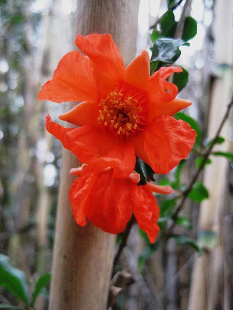 flower, bloom, orange, bright, pomegranate, delicate, reed HD wallpaper