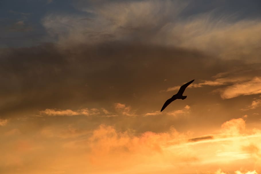 background, sky, clouds, nature, beauty, sunset, birds, seagulls HD wallpaper