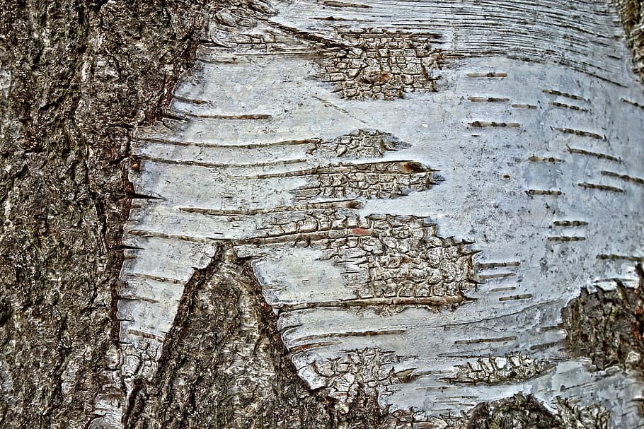 tree, birch tree, trunk, bark, birch bark, white bark, typical birch bark, HD wallpaper