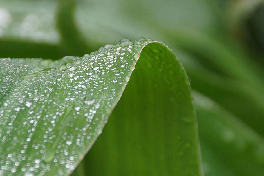 leaf, water, droplets, raindrops, green, wet, plant, green color HD wallpaper