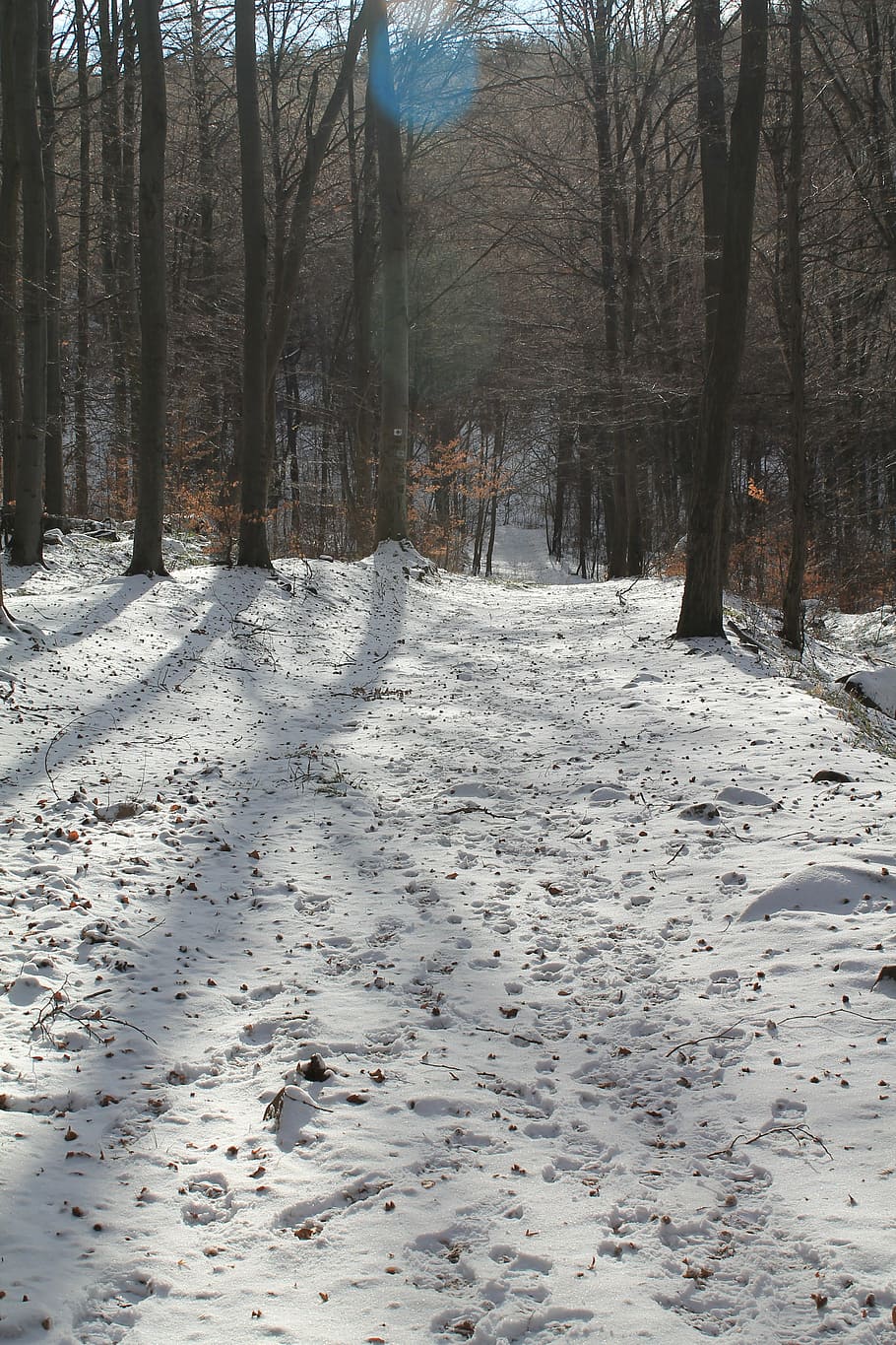 winter, trees, snowy, cold temperature, land, plant, covering HD wallpaper
