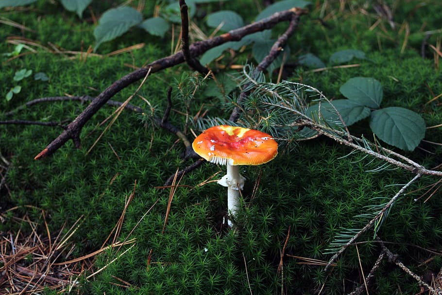 mushroom, fly agaric, forest, forest floor, green, red fly agaric mushroom HD wallpaper
