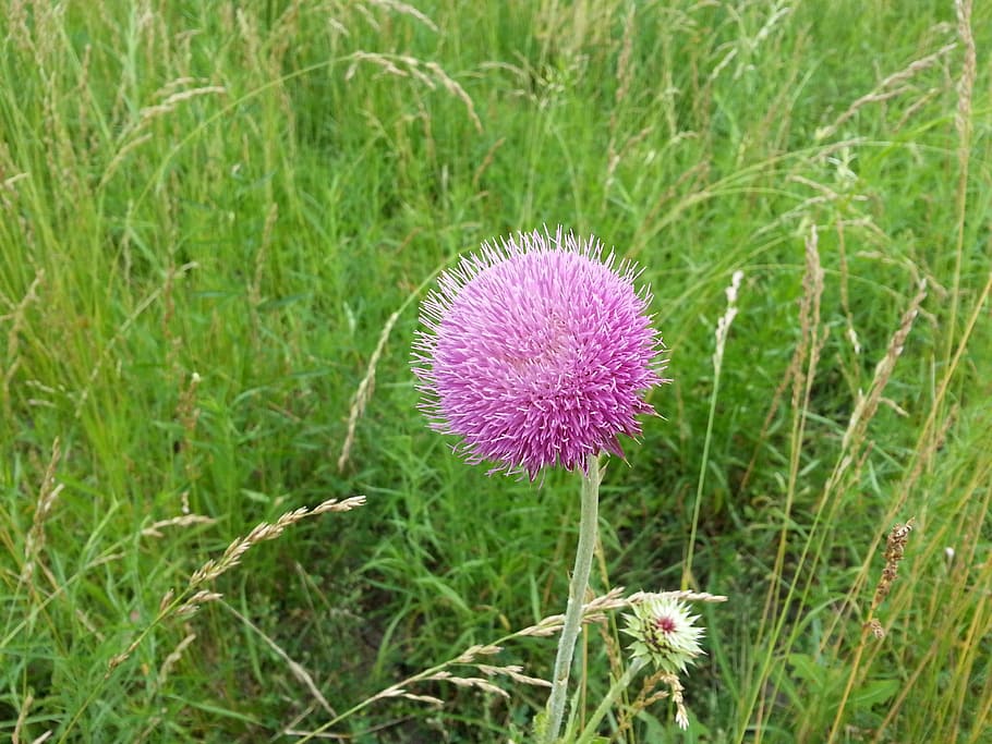 thistle, flower, thistles, grass, summer, background, plant HD wallpaper