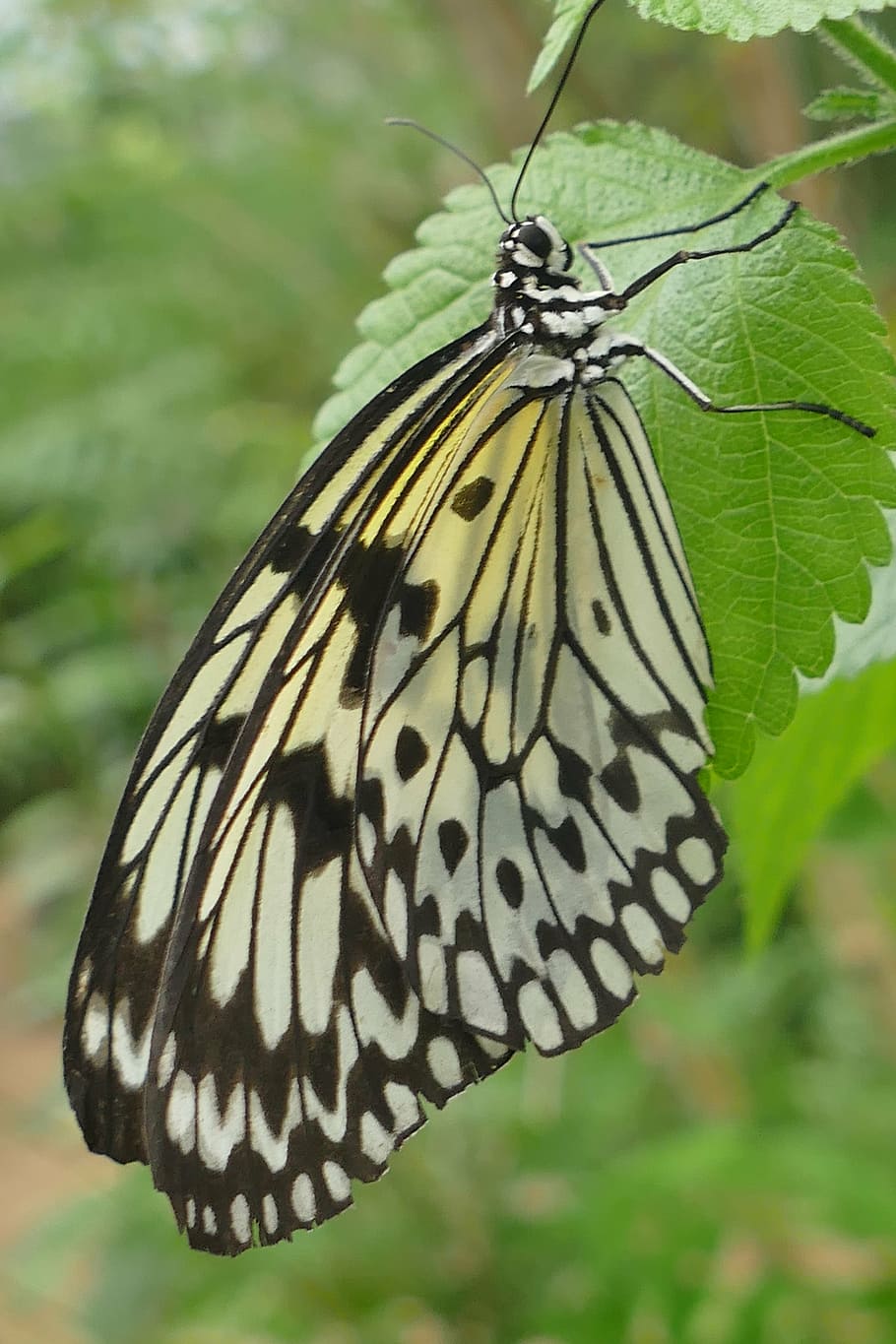 close, butterfly, insect, nature, black and white, pattern HD wallpaper