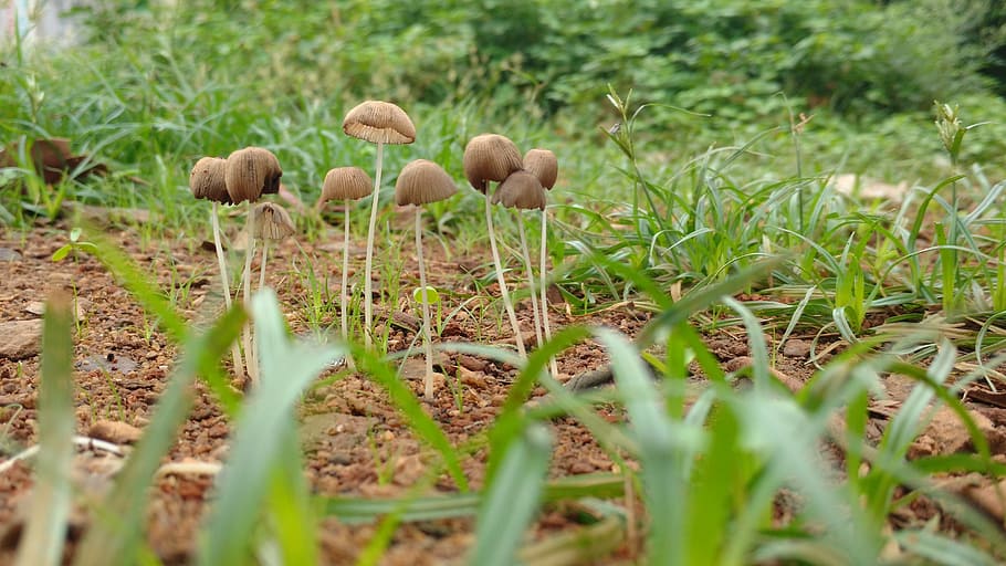 grass, green, rain, growth, plant, mushroom, fungus, vegetable HD wallpaper