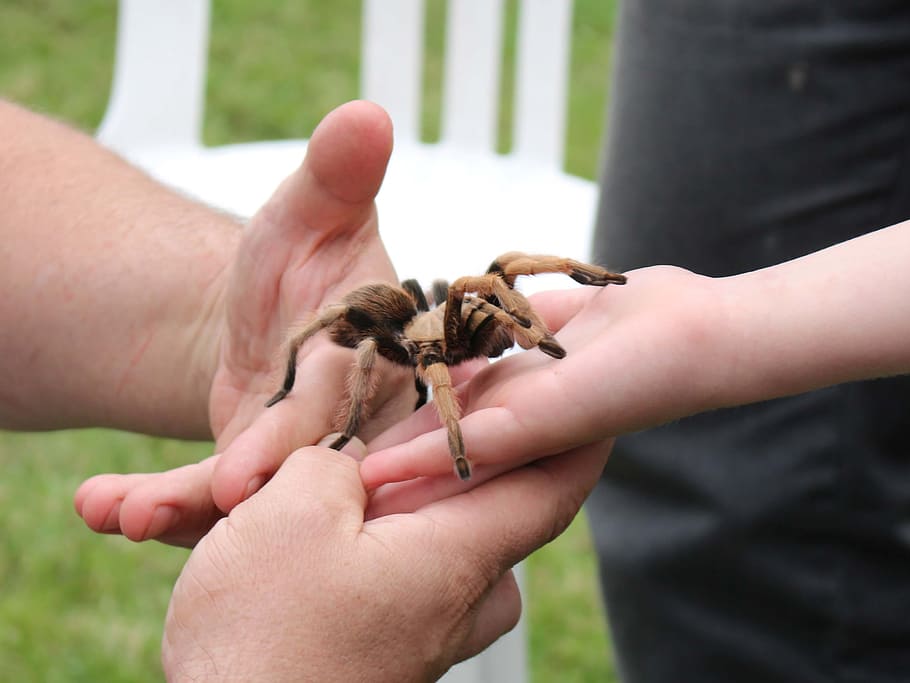 spider, pet, arachnid, tarantula, hairy, arachnophobia, animal HD wallpaper
