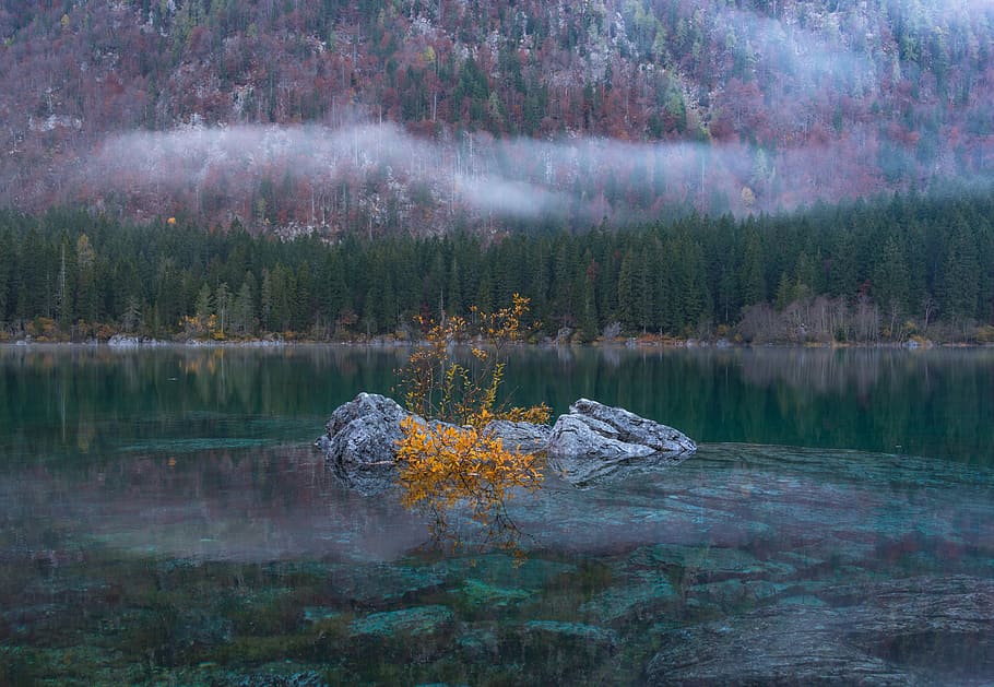 landscape photo of body of water, variety, green, leaf, tree HD wallpaper