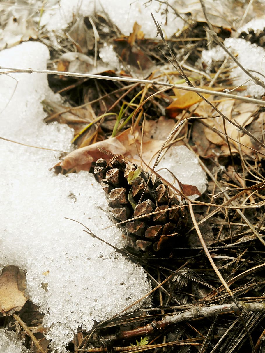 pine cone, forest, sheet, nature, cones, plant, brown, macro HD wallpaper
