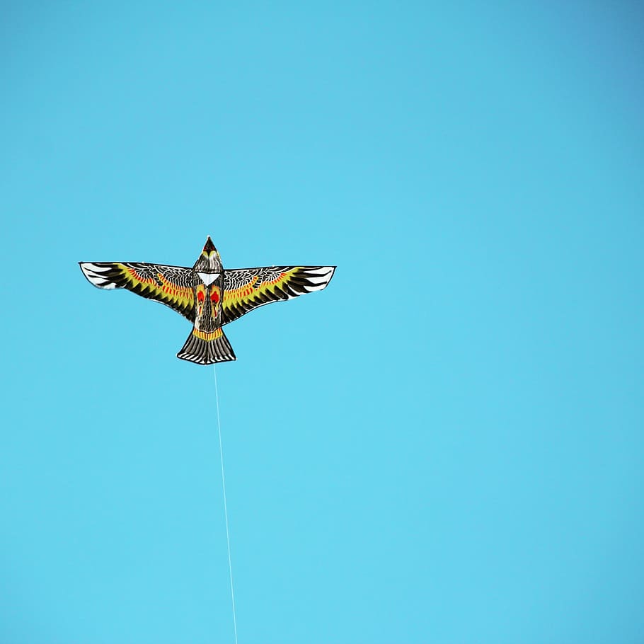 kite, sky, white space, spread wings, one animal, flying, animal themes HD wallpaper