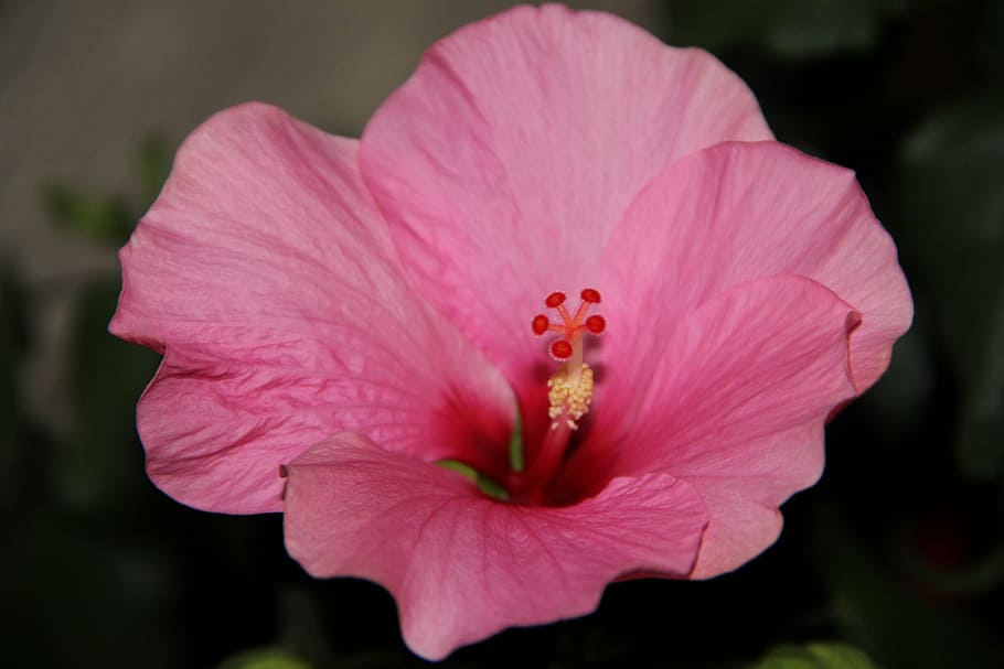 spring, blossom, bloom, hibiscus, nature, flower, plant, petal HD wallpaper